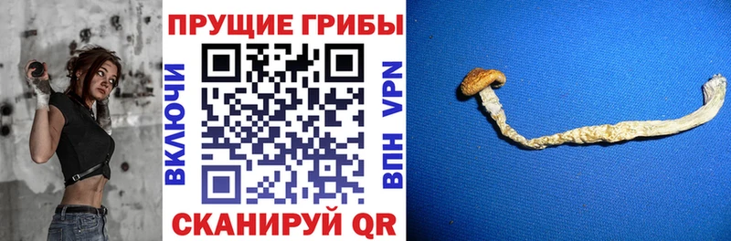 Купить закладки  Любим  Галлюциногенные грибы прущие грибы 